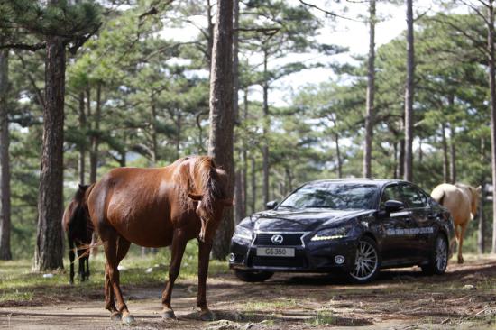 Lexus Caravan 2015_pic14